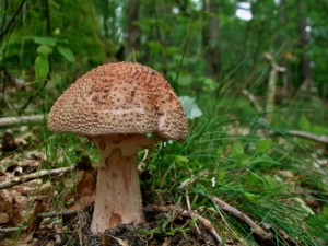 Amanita rubescens mushroom in the forest