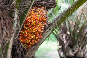 olilo di palma Palm fruit on the tree, tropical plant for bio diesel production
