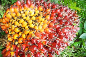 palma da olio , olo di palma , Palm Oil Fruits