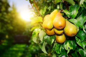 Fresh organic pears on tree branch