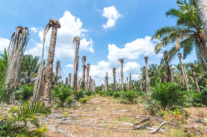 Replanting oil palma at estate plantation