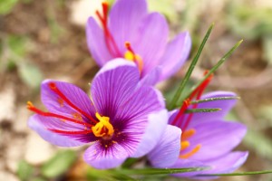 Close up of saffron flowers in a field zafferano