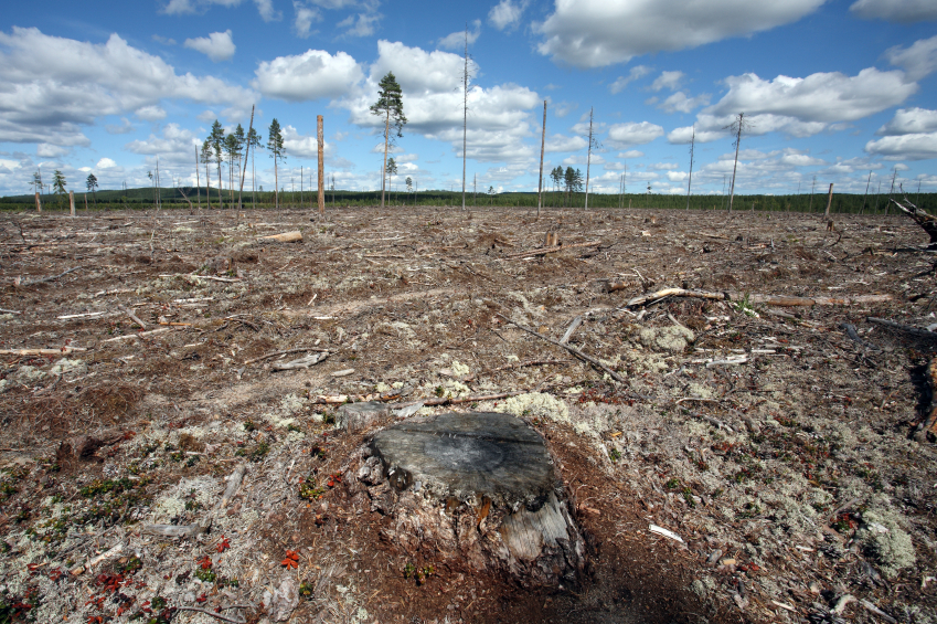 Destruction Forest Felling of natural forest, north Sweden