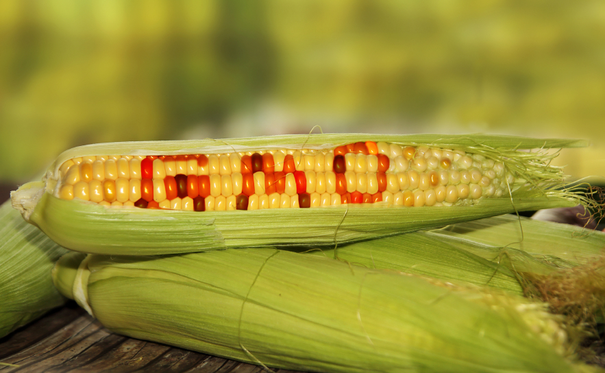 OGM food