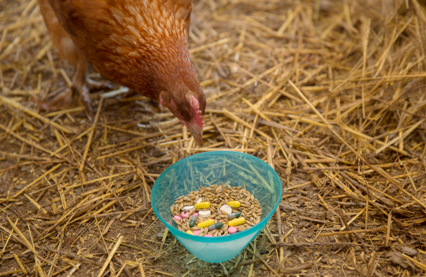 Curious Hen and Pills