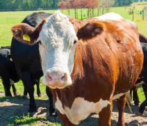 Curious Cow staring at the photographer carne americana