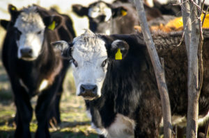 allevamento bovini manzo iStock_000048833802_Small mucca pazza