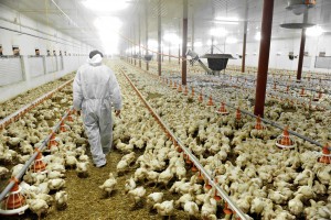 Poultry Farm And A Veterinary polli allevati con antibiotici