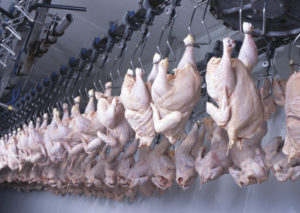 carne  pollo industria trasformazione lavorazione iStock_000012670869_Large