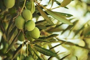 olive extravergine