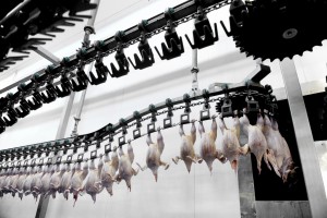 Poultry Meat Processing