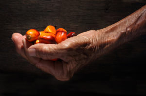 Hand holding a group of fresh and ripe oil palm fruits