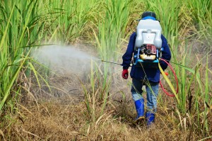 Farmer spraying herbicide on Sugarcane Field