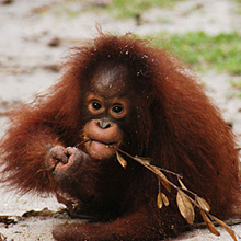 kesi Orangutan Outreach