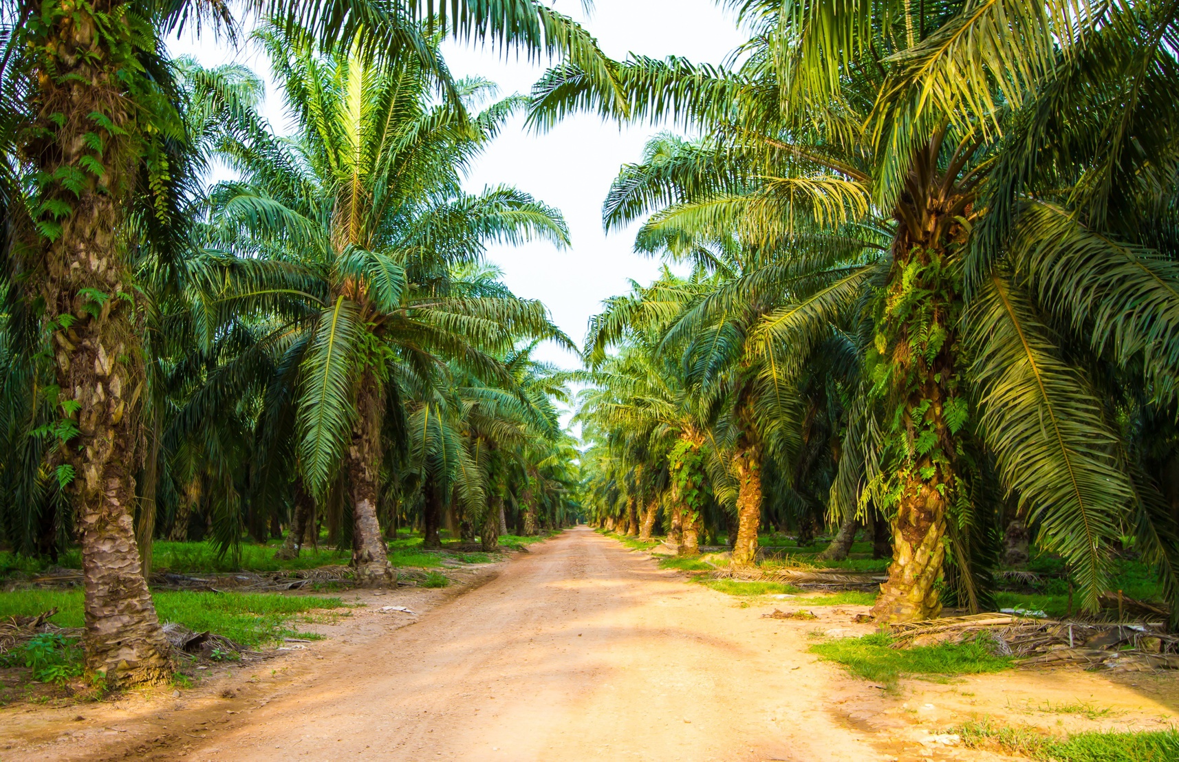Palm oil plantation in Malaysia