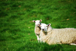 Sheep and lamb clonazione