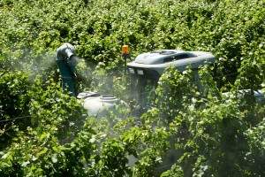 Ome (Bs), Franciacorta, trattamenti antiparassitari in una vigna