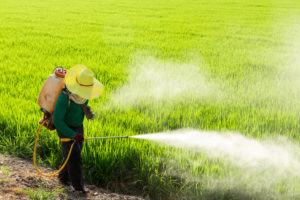 Farmers spraying pesticides in rice fields