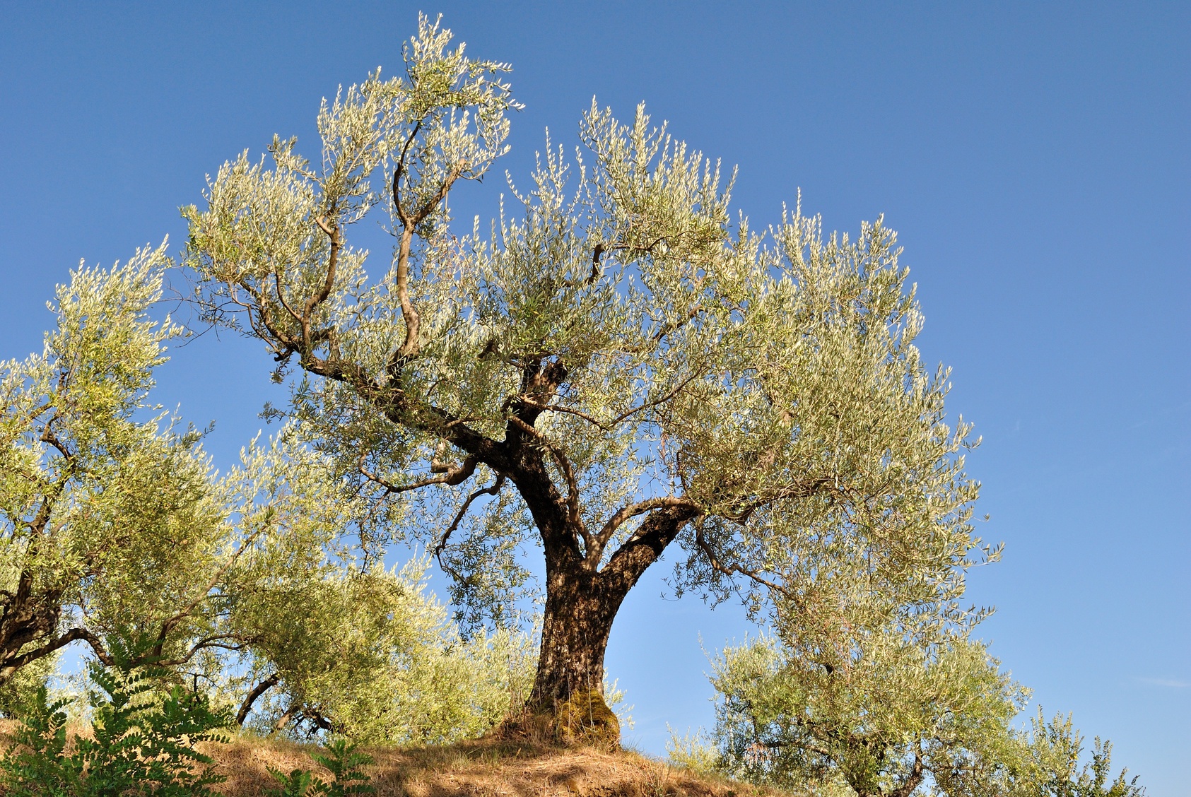 ulivo olive pianta