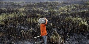 indonesia_deforestazione_clima