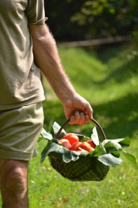 agricoltore pomodoro migranti sfruttamento