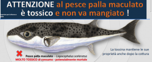 pesce palla