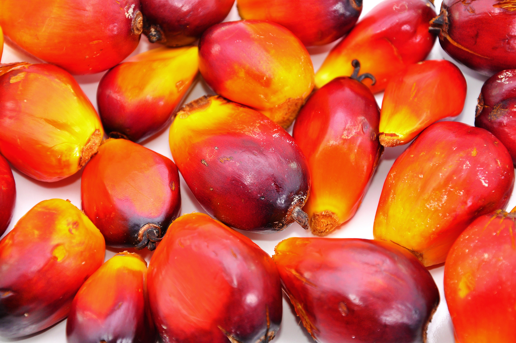Loose oil palm seed over white background.