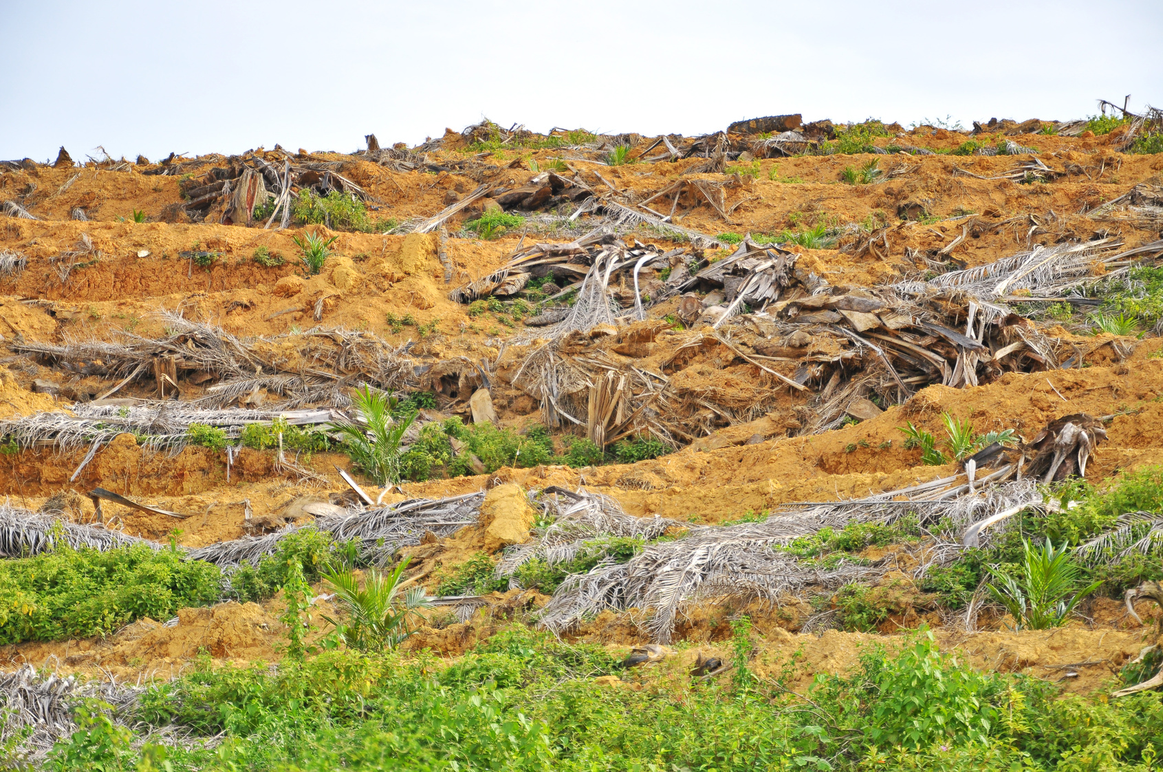 Deforestation and replanting of young oil palm tree.