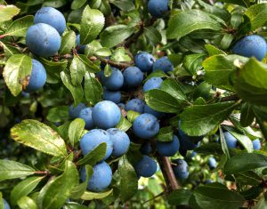 prunus spinosa prugnolo selvatico