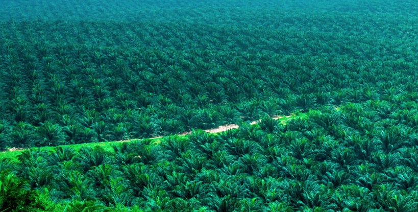 palme da olio malesia