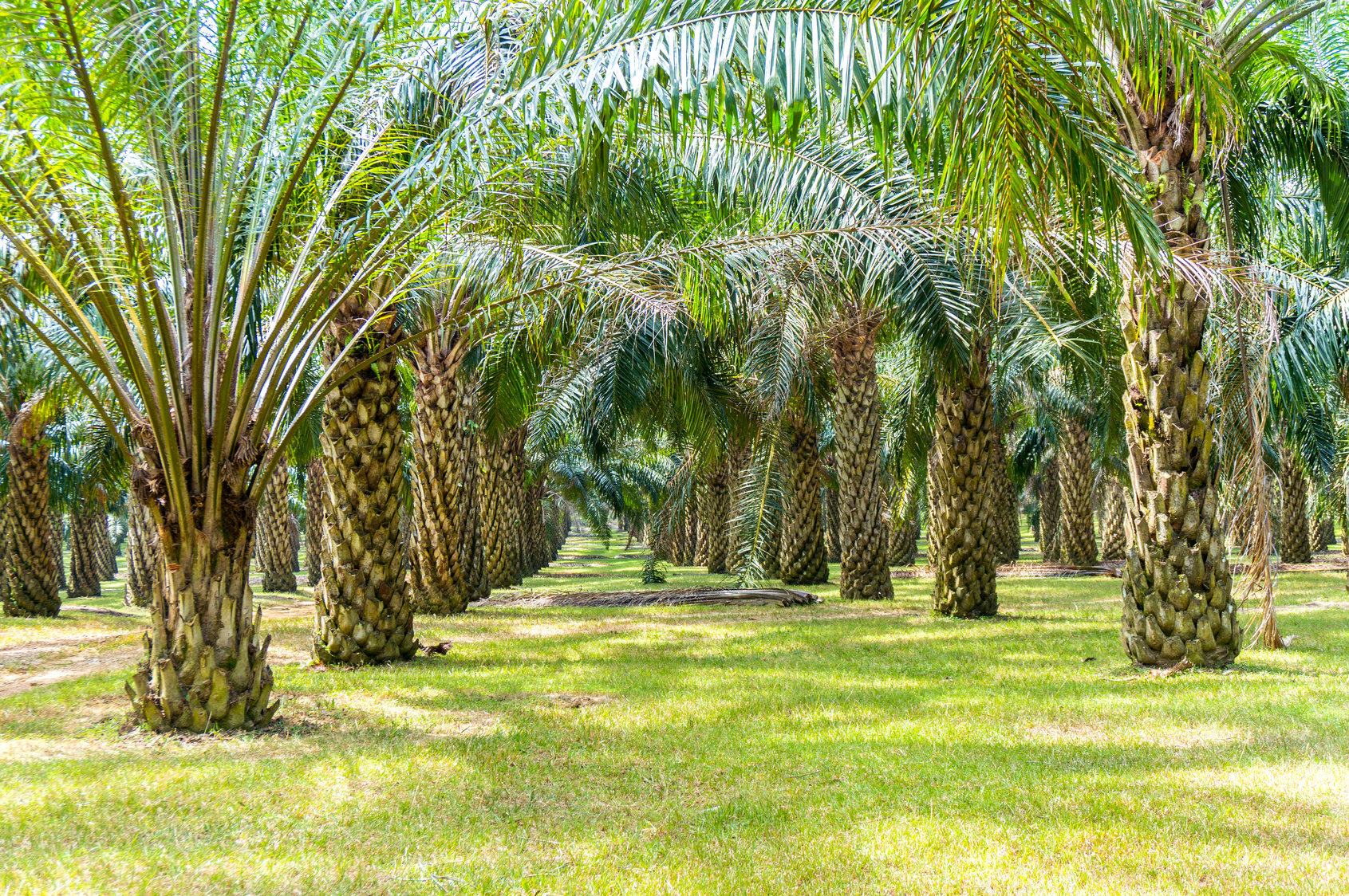 palm oil plantation growing up