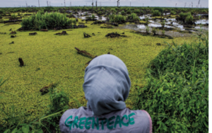 indonesia greenpeace olio di palma