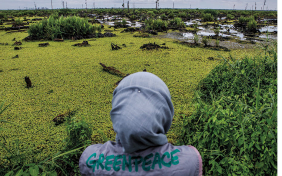 indonesia greenpeace olio di palma