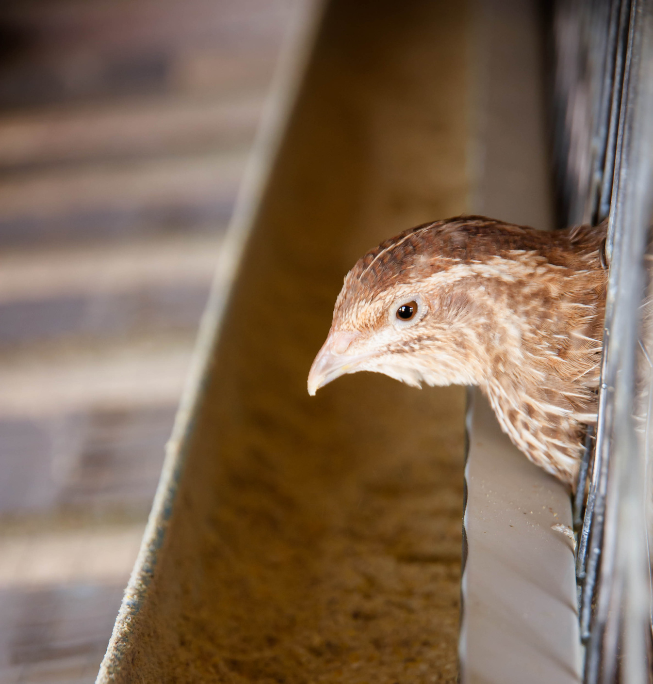 Quail on the local farm