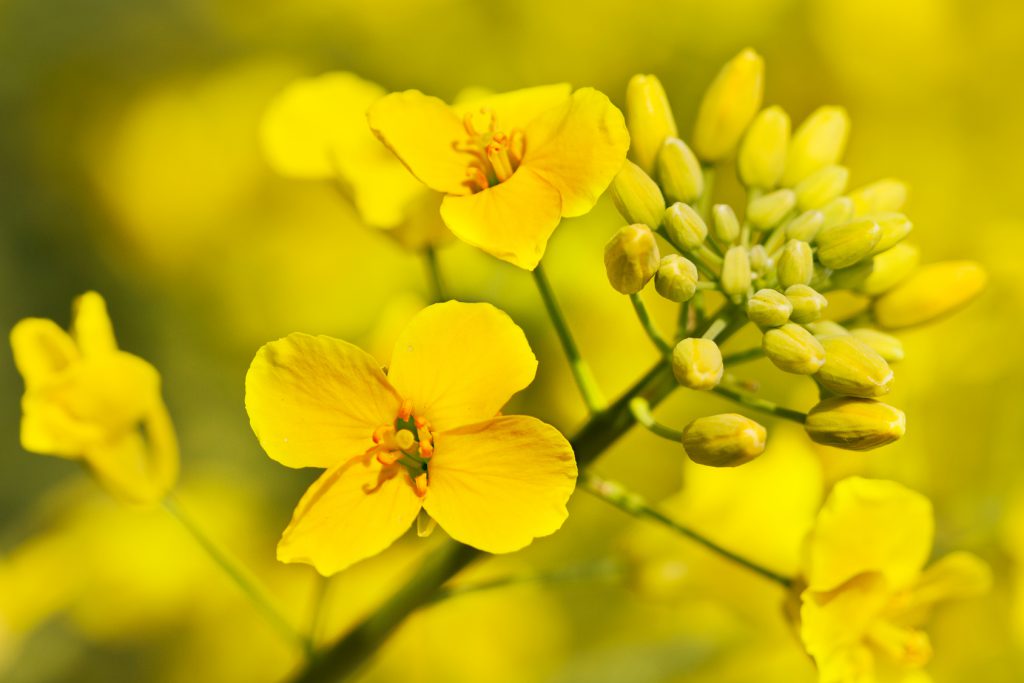 Canola flower