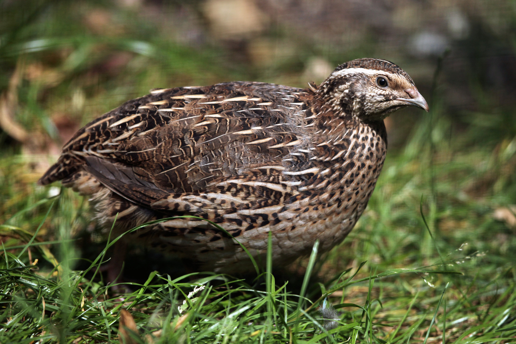 Japanese quail (Coturnix japonica). Wild life animal.
