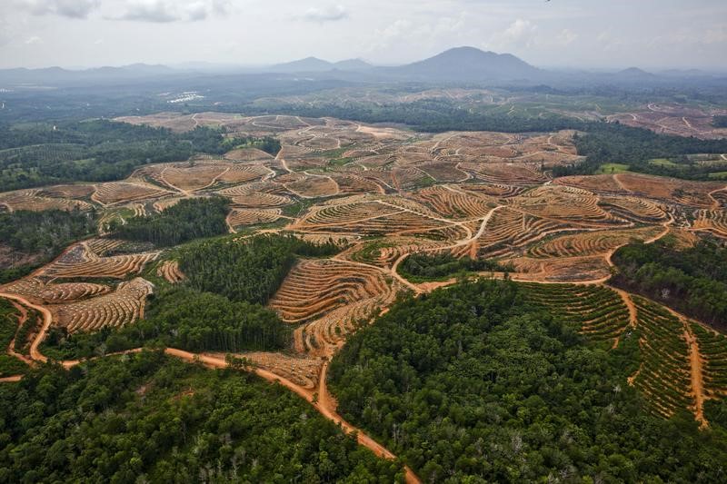 A network of access roads on former orangutan habitat inside the PT Karya Makmur Abadi Estate II palm oil concession. PT KMA II is a subsidiary of the Malaysian Kuala Lumpar Kepong Berhad (KLK) group.