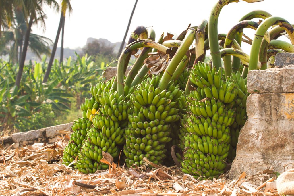banane frutta coltivazione