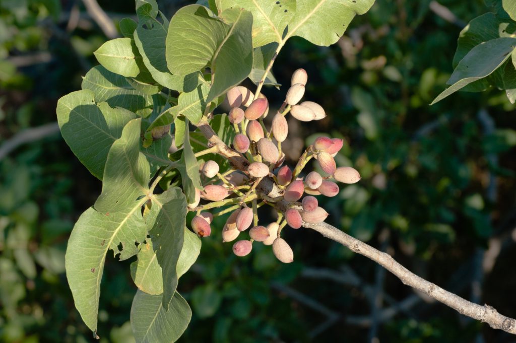 pistacchio