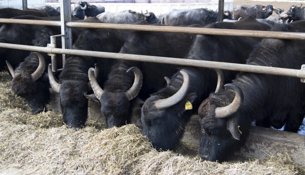 Allevamento di bufali in campania